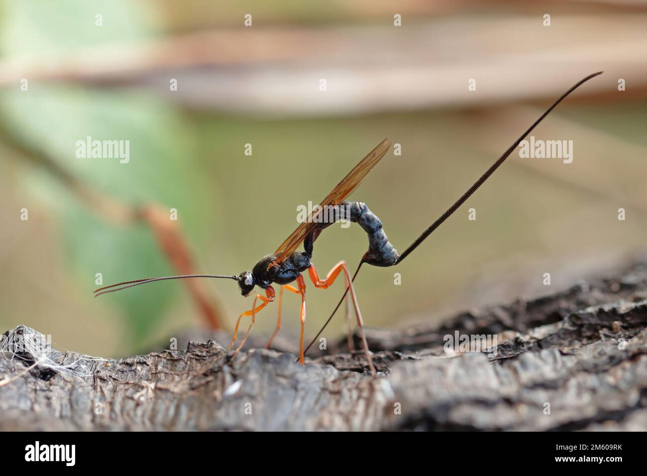 Ichneumon wasp (Dolichomitus imperator). The wasp deposits its eggs into a host larva. Stock Photo