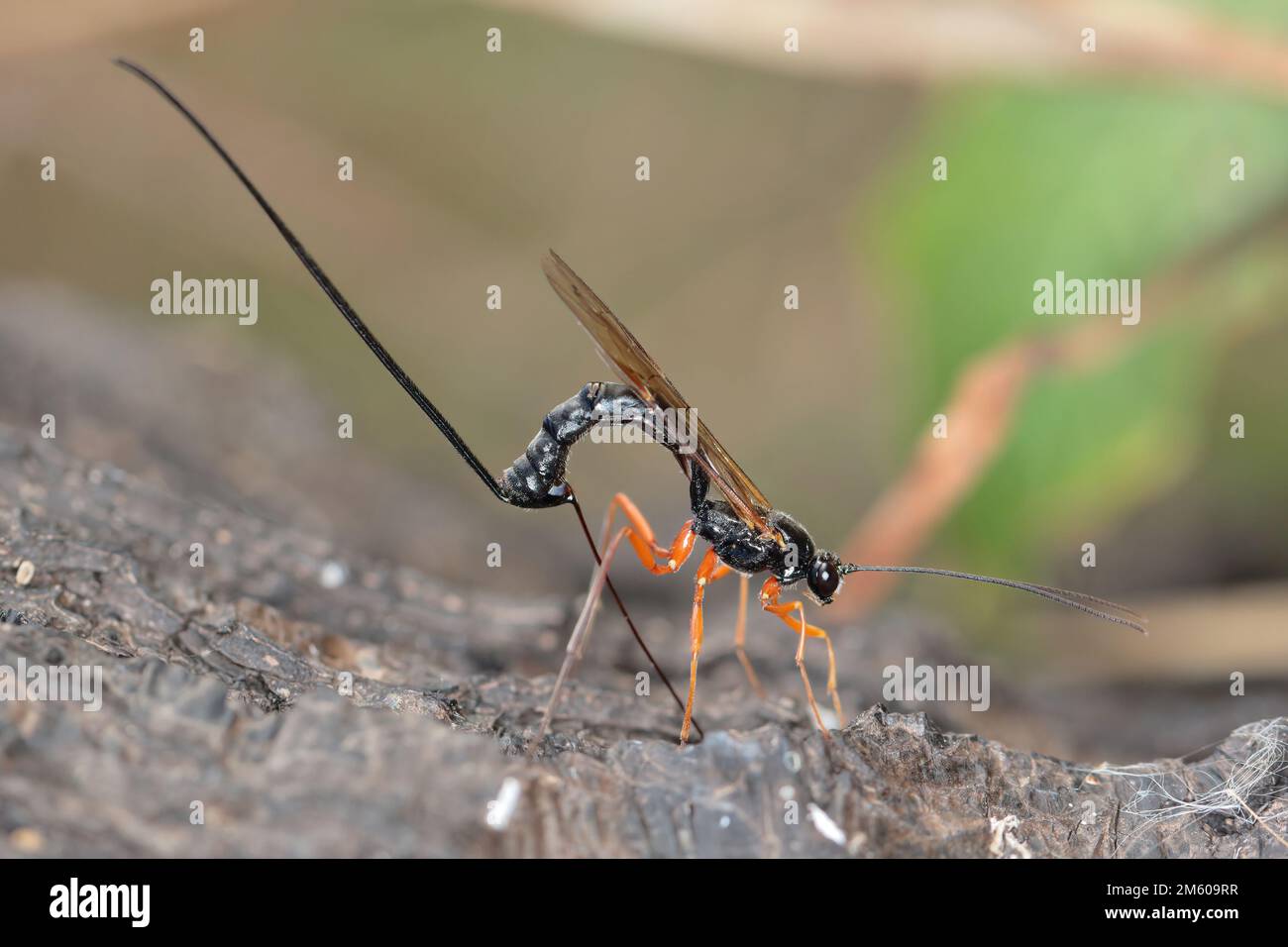 Ichneumon wasp (Dolichomitus imperator). The wasp deposits its eggs into a host larva. Stock Photo