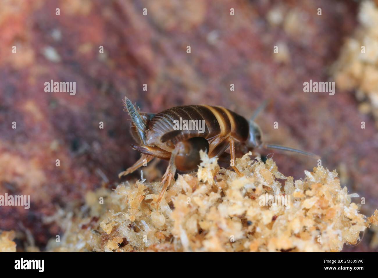 Ant loving cricket, Ant cricket, Myrmecophilous cricket, Ant's nest cricket (Myrmecophilus acervorum). An insect in an anthill under the bark. Stock Photo