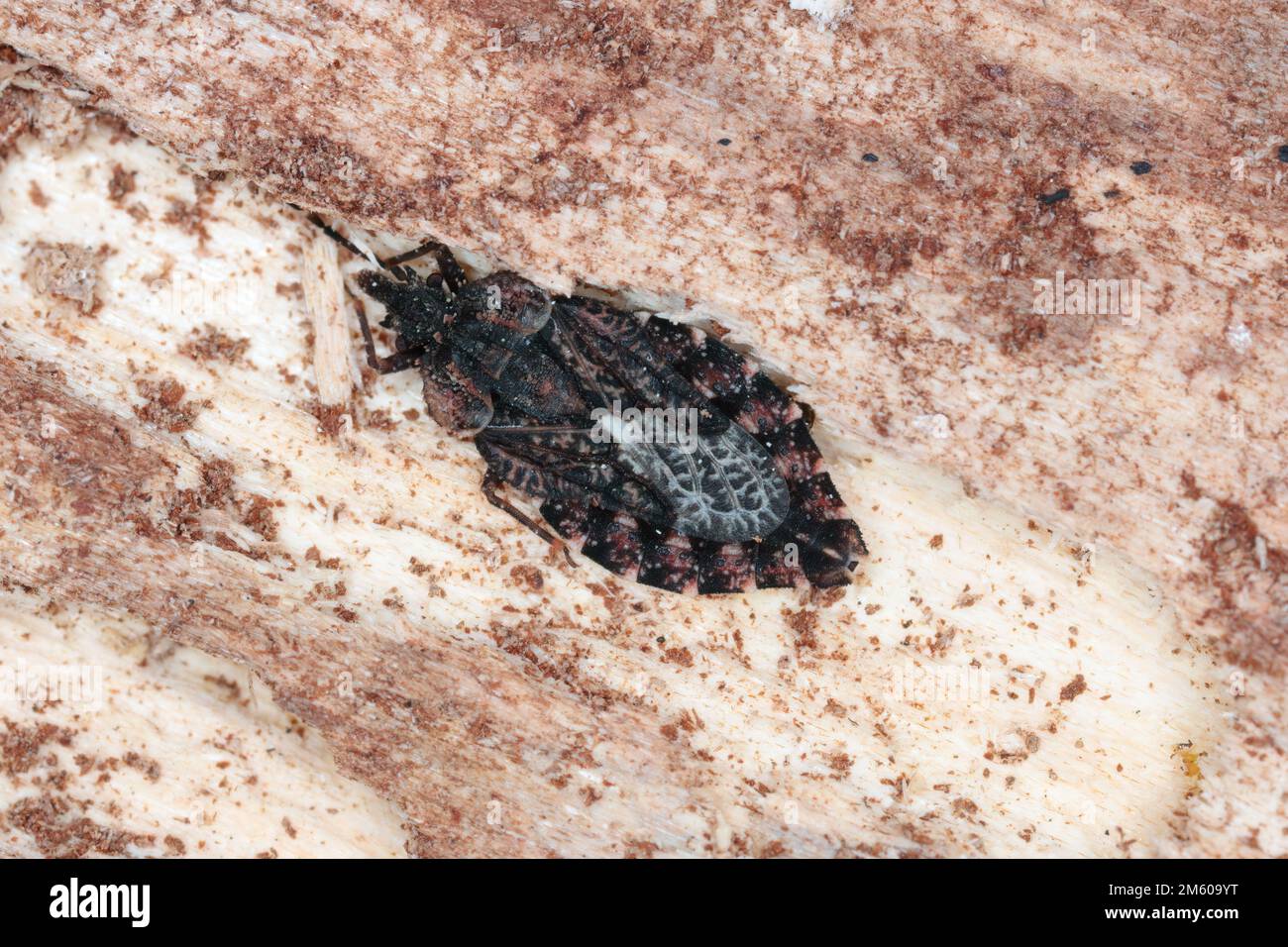 Closeup of a small common flatbug (Aradus sp.) under the bark of a dead tree in the forest. Stock Photo