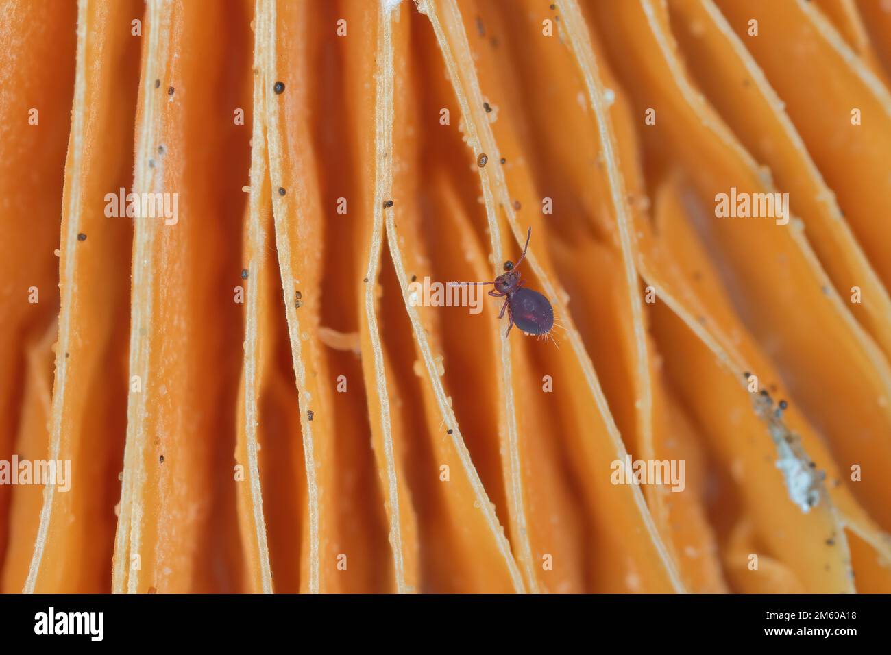 Linopode - linopodes motatorius, a really small creature of mites can