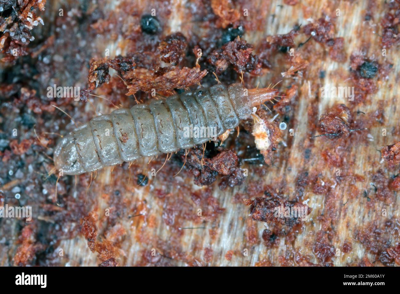 Soldier fly larva on rotten wood (Stratiomyidae) Stock Photo