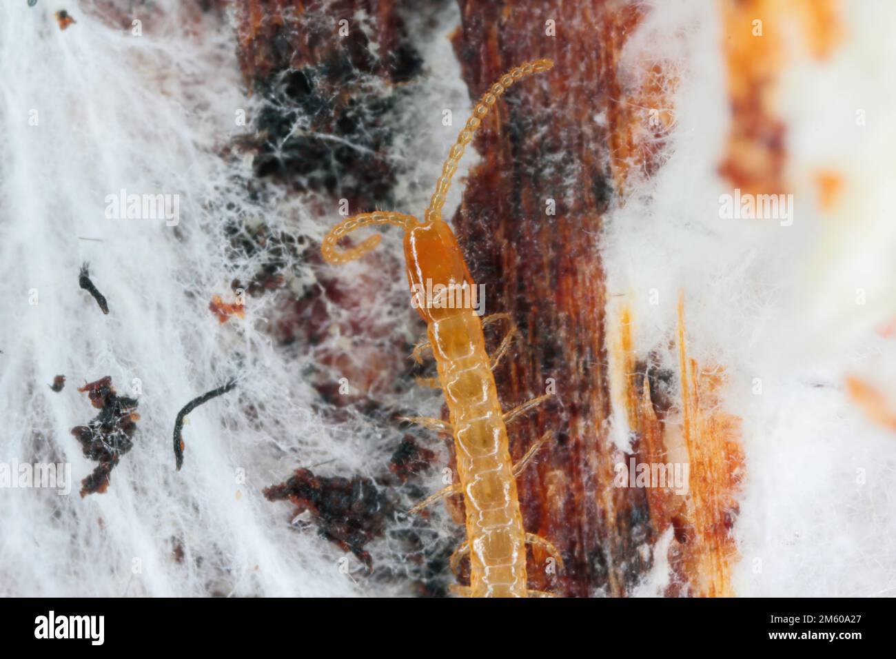 Centipede, Lithobiidae on wood, macro photo Stock Photo