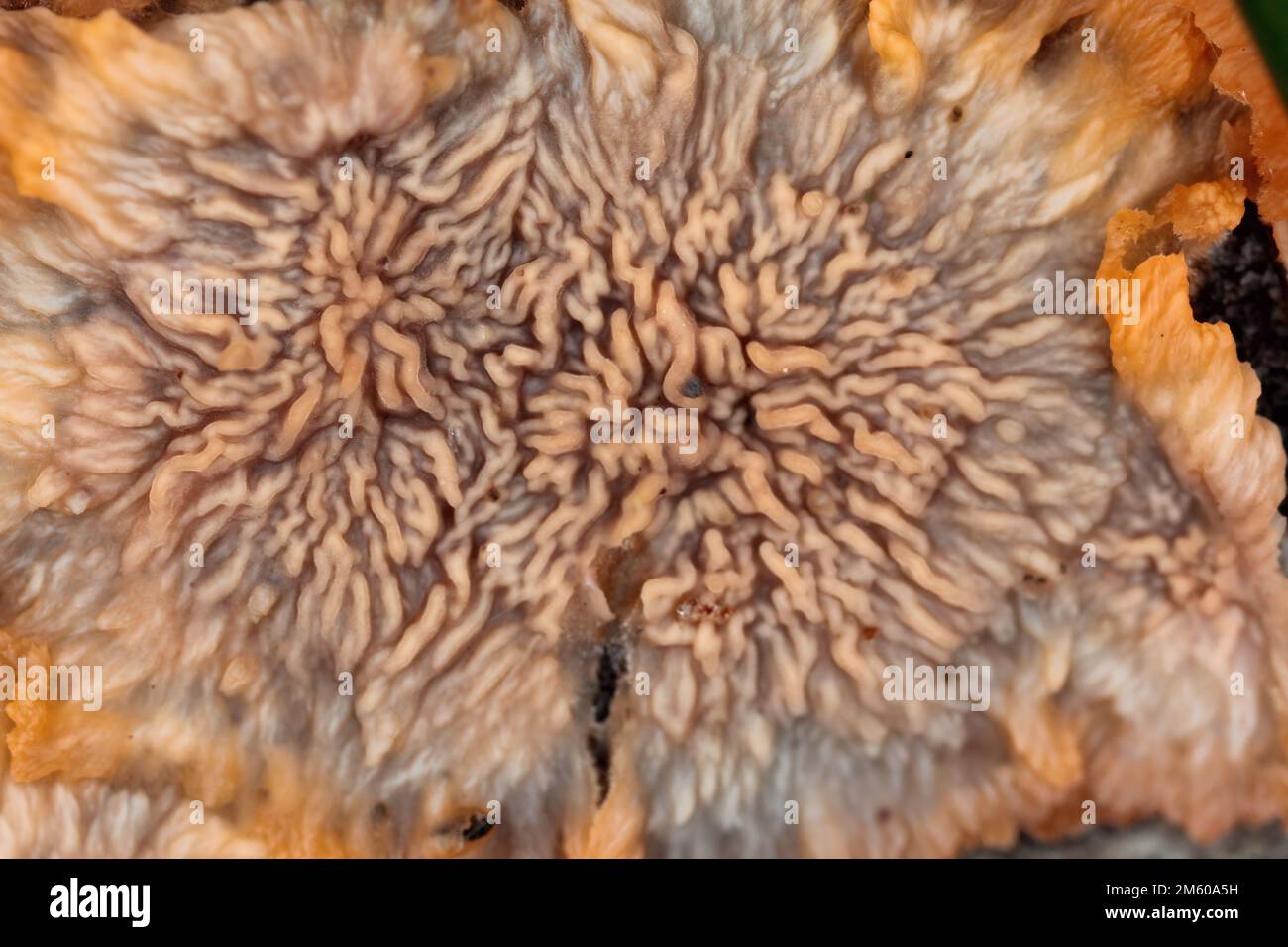 Fungus, mushroom, the fruiting body of a fungus on wood Stock Photo Alamy