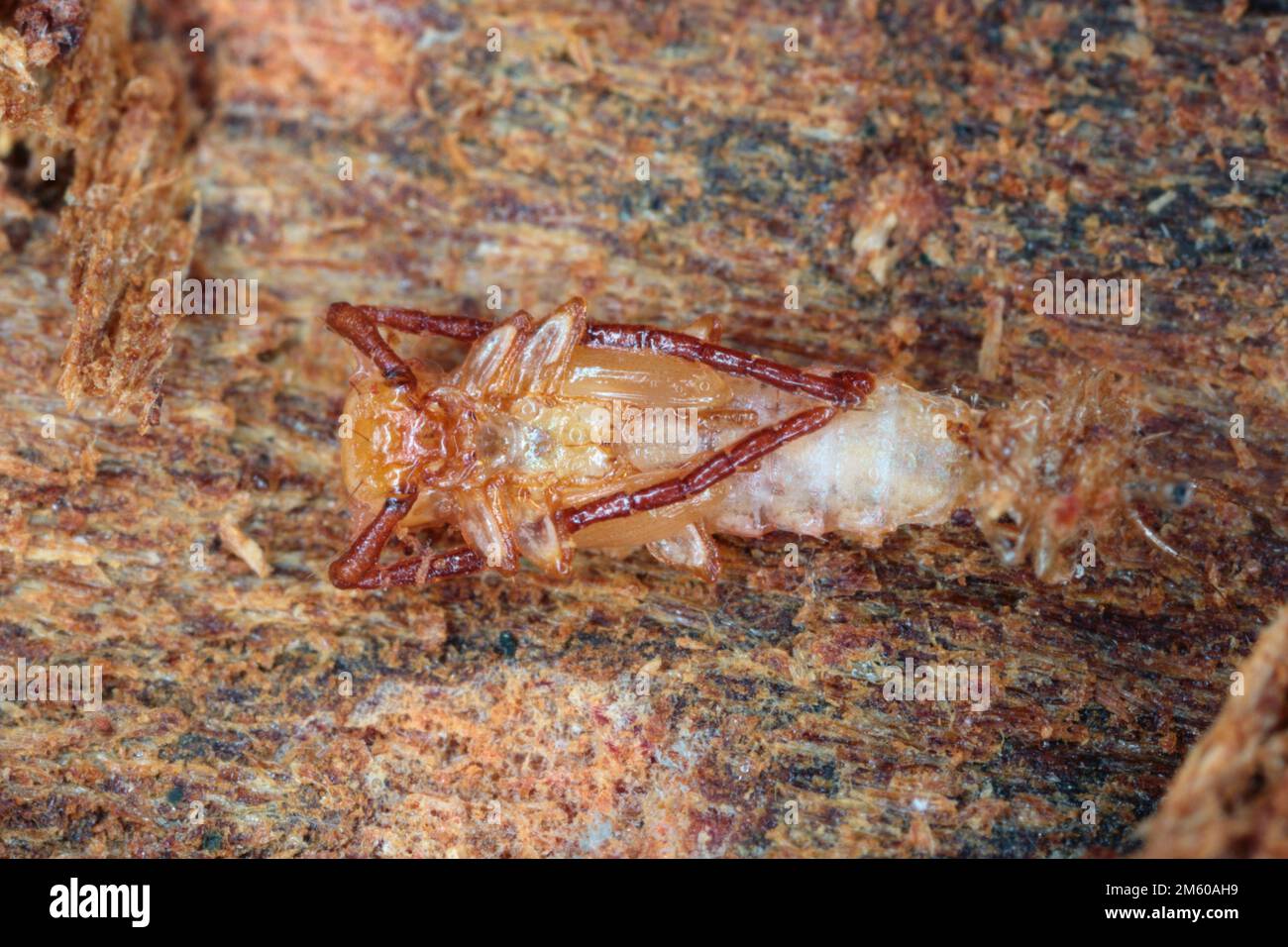 Closeup on pupa of silvanid flat bark beetle, Uleiota planata, hiding under a fallen log in the forest. Stock Photo