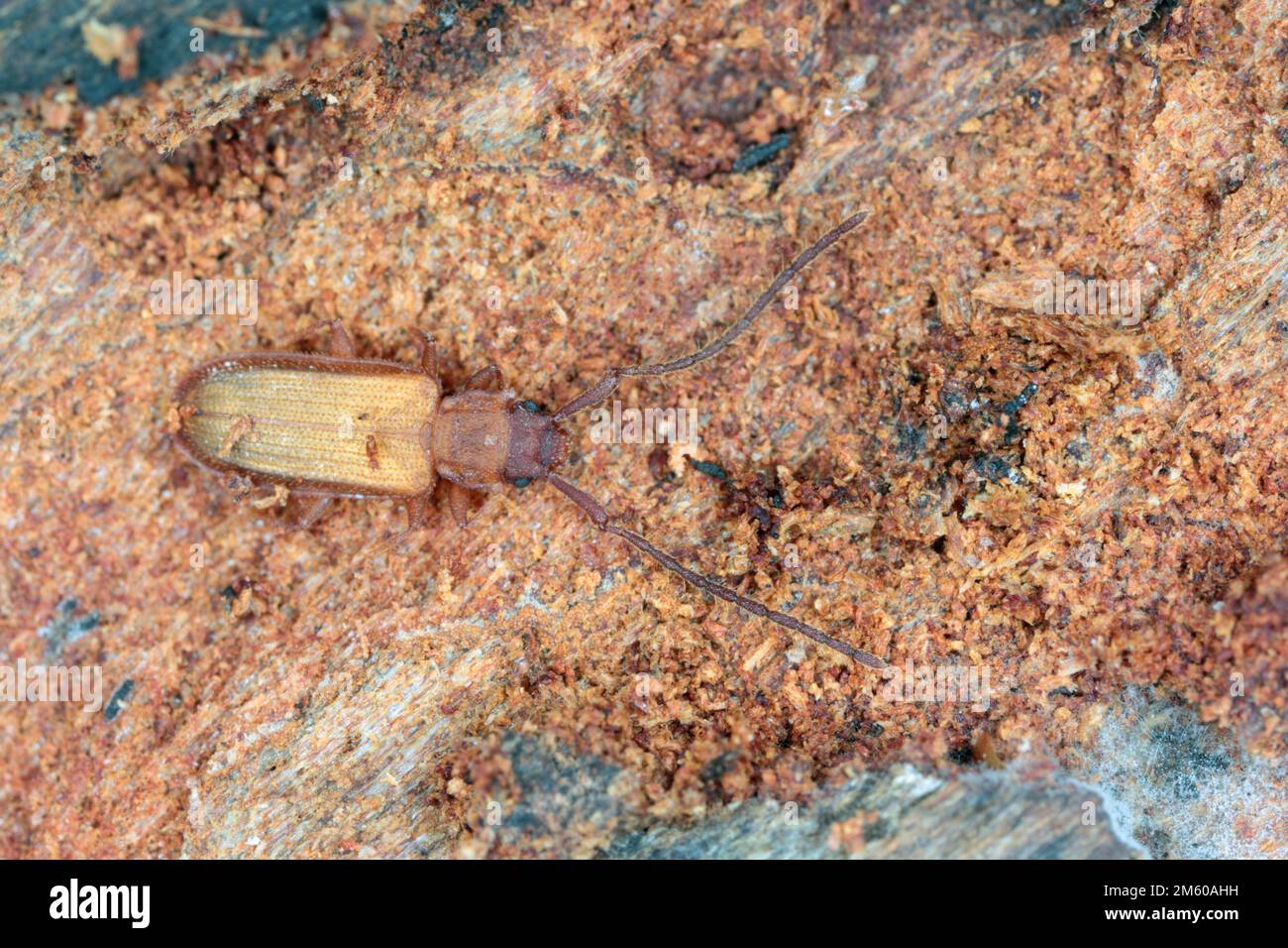 Closeup on silvanid flat bark beetle, Uleiota planata, hiding under a fallen log in the forest. Stock Photo