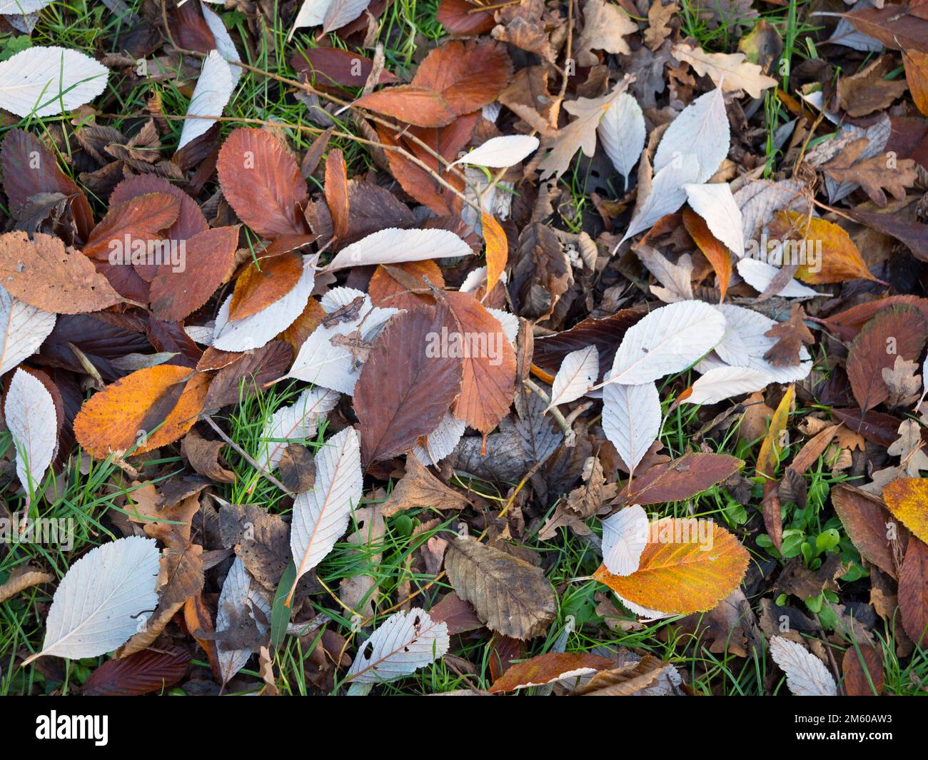 Leaf fall from Whitebeam tree in Westbury, Wiltshire, England, UK. Stock Photo