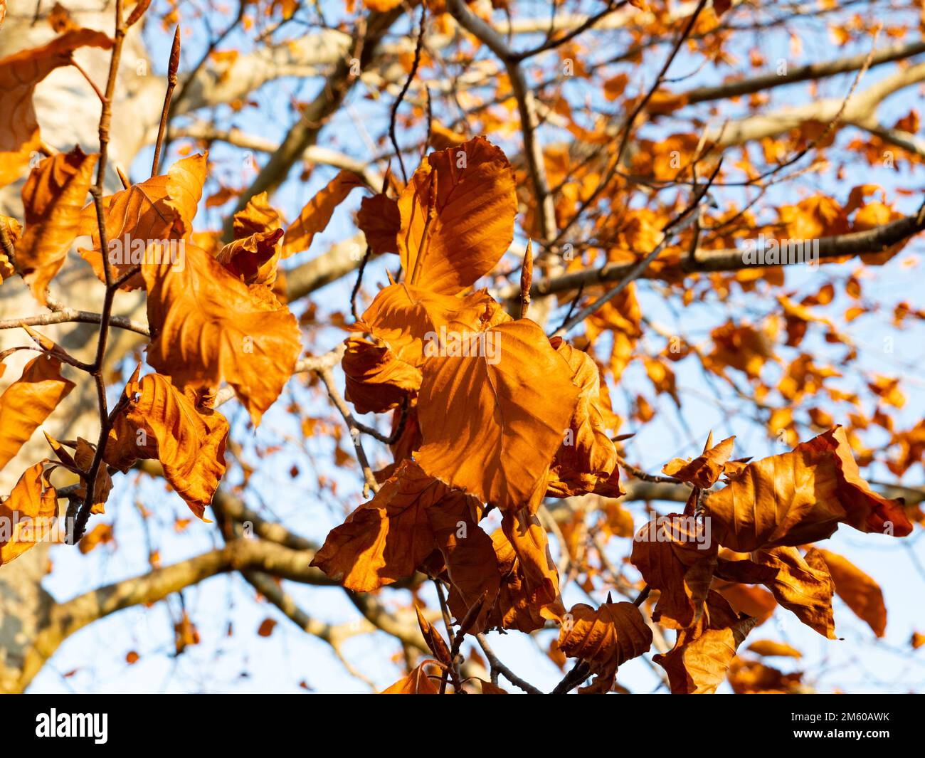 Copper Beech tree in Westbury, Wiltshire, England, UK Stock Photo Alamy