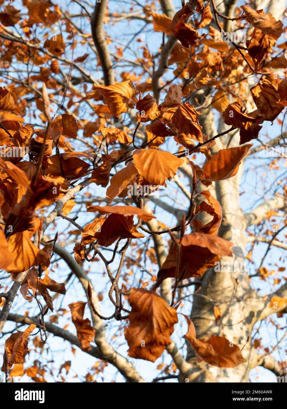 Copper Beech tree in Westbury, Wiltshire, England, UK Stock Photo Alamy