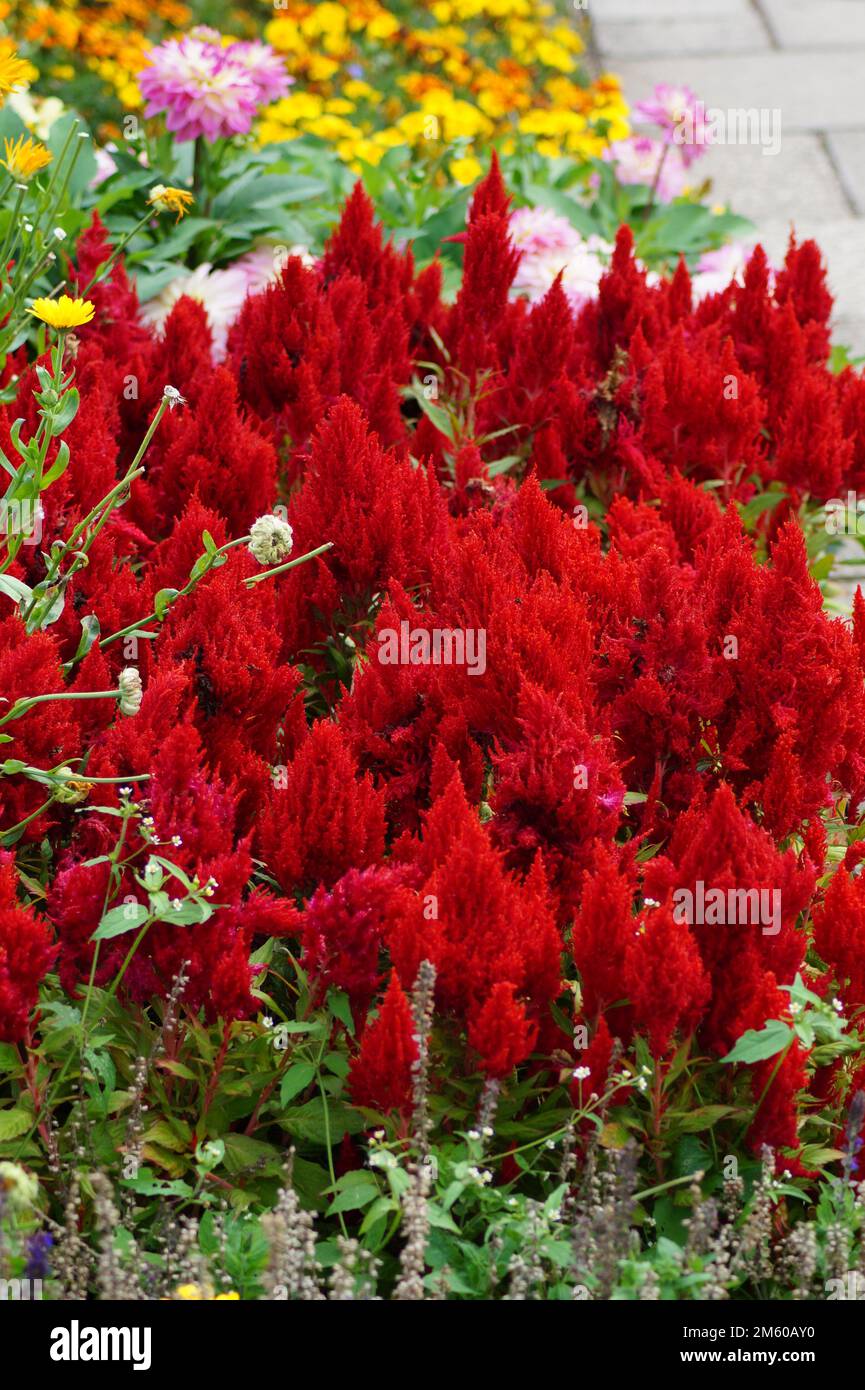 feather bush blossom red in the garden Stock Photo - Alamy