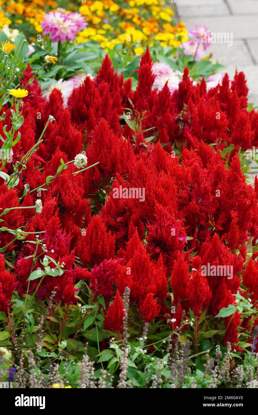feather bush blossom red in the garden Stock Photo