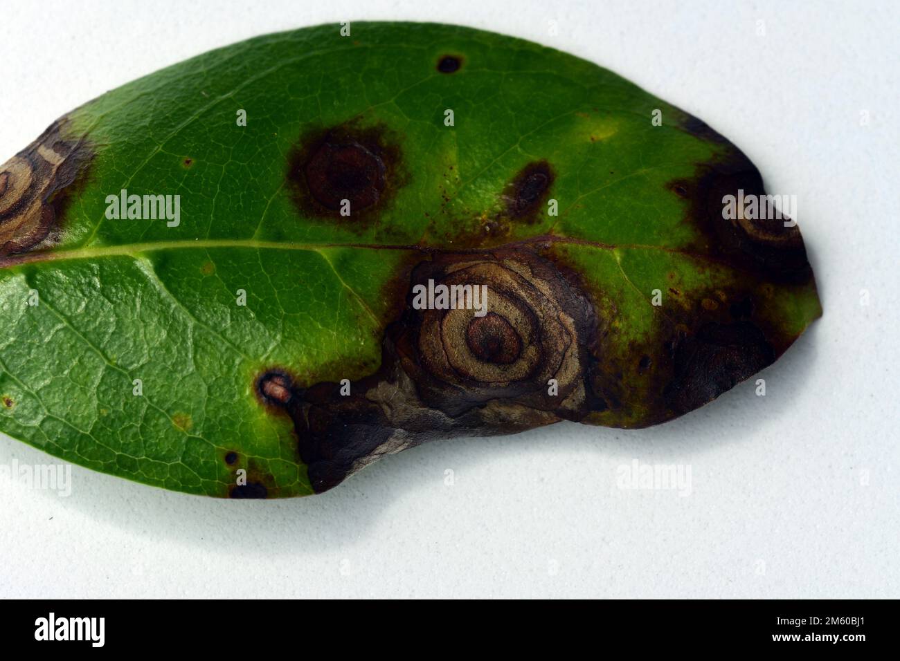 Macro of a leaf affected by blight disease, which is caused by bacterial or fungal infestations. Stock Photo