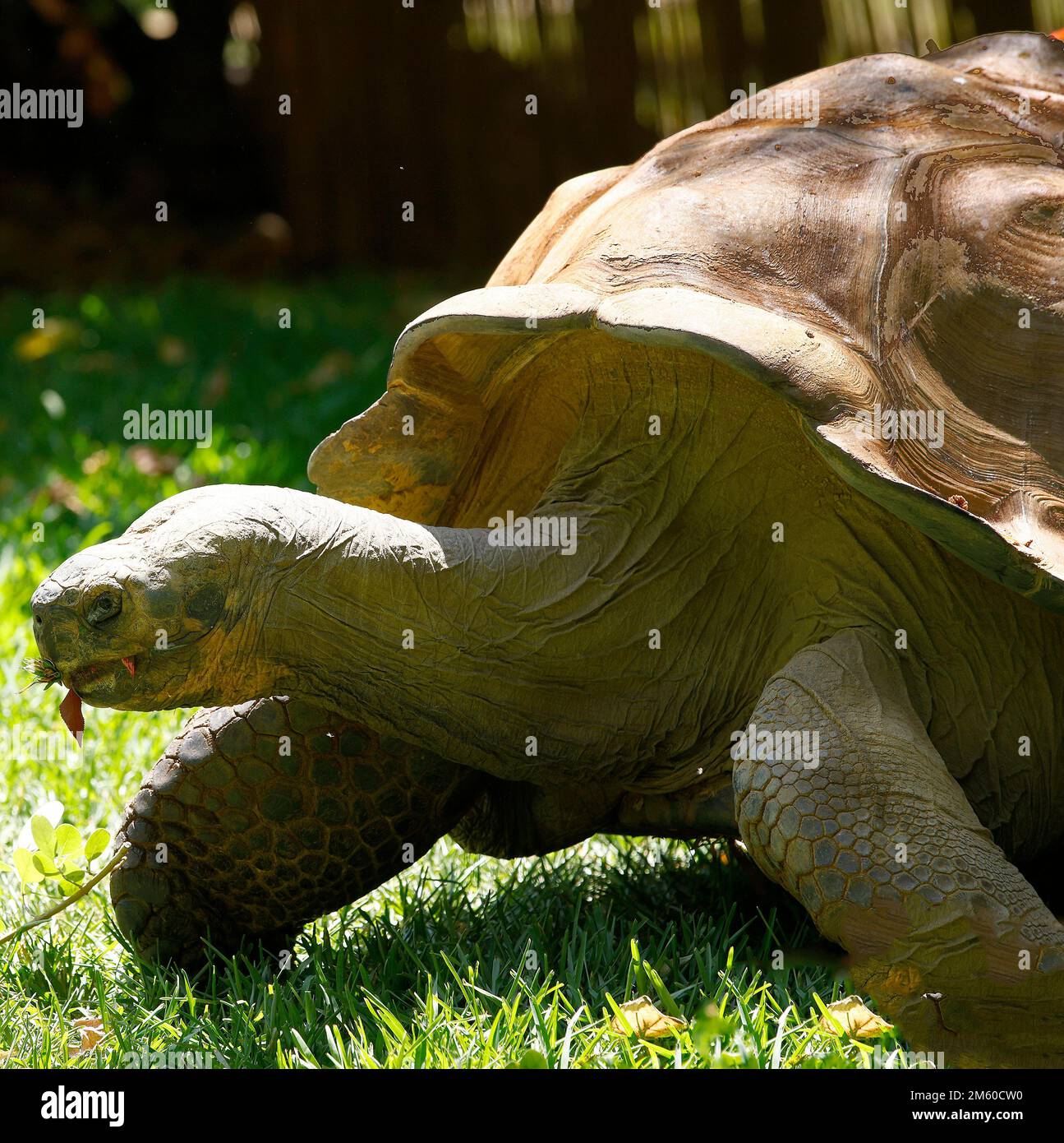 Closeup of a Galápagos tortoise or Galápagos giant tortoise Chelonoidis niger seen with a stretched neck and eating a leaf. Stock Photo