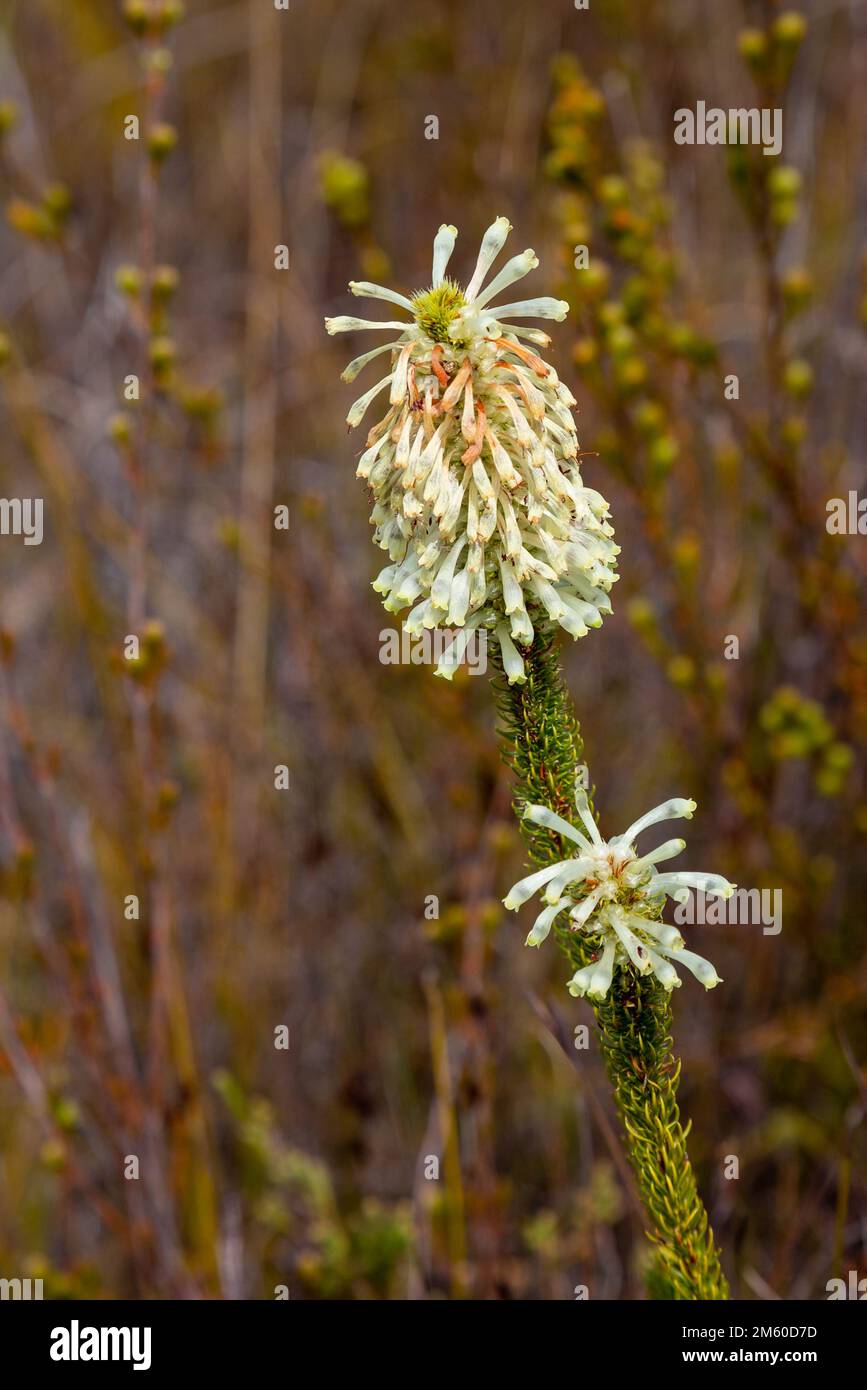 Erica sp. seen in natural habitat in the mountains near Porterville in the Western Cape of South Africa Stock Photo