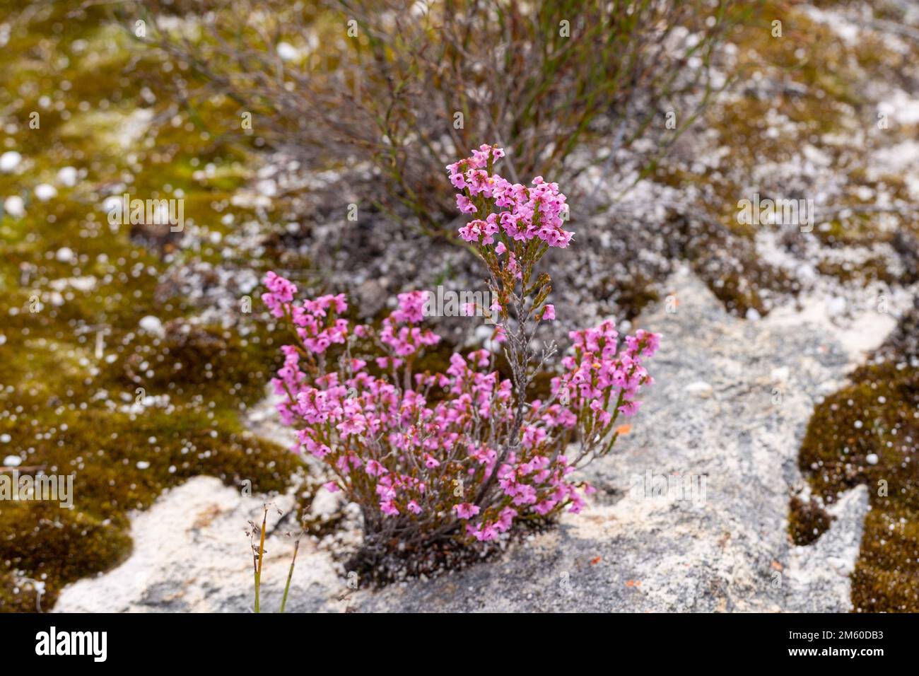 pink flowered Erica in natural habitat in South Africa Stock Photo