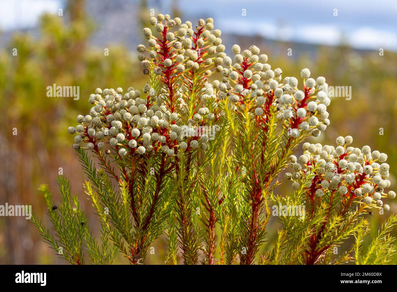 South African Flora: Berzellia sp., seen in the Western Cape of South Africa Stock Photo