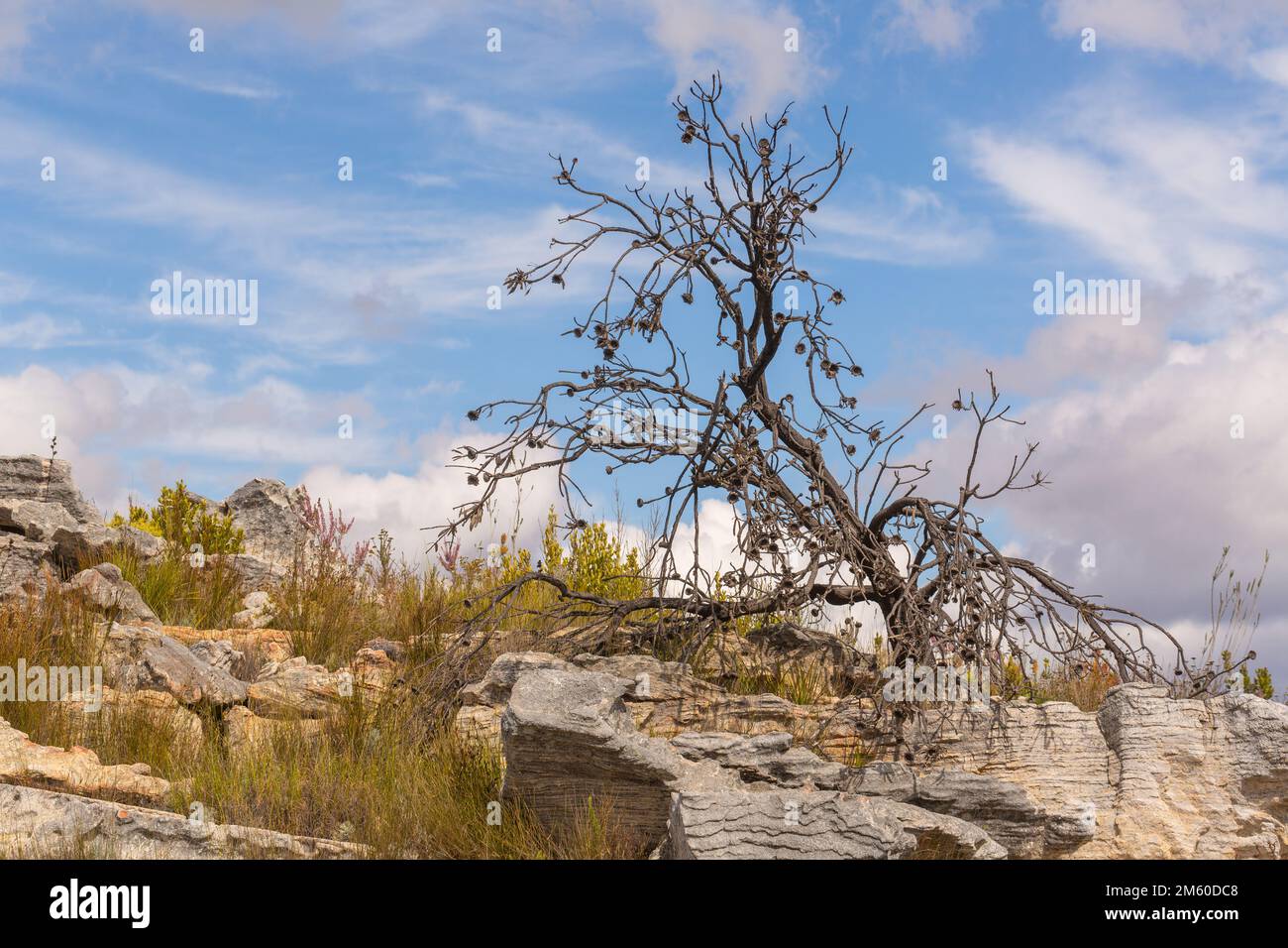 Dead Protea tree in front of blue sky in the Mountains of the Western