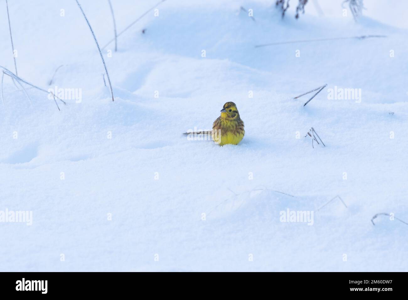 A colorful Yellowhammer standing on snowy ground on a cold winter evening in Estonia, Northern Europe Stock Photo