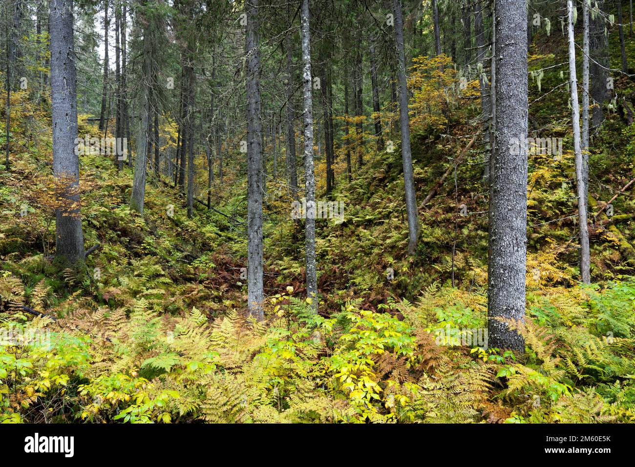 An old-growth forest growing in a valley in Northern Finland near Kuopio Stock Photo