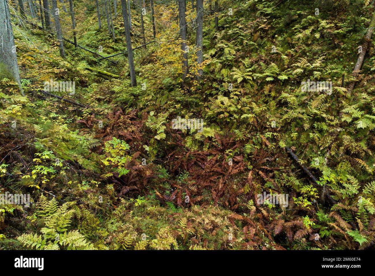 An old-growth forest growing in a valley in Northern Finland near Kuopio Stock Photo