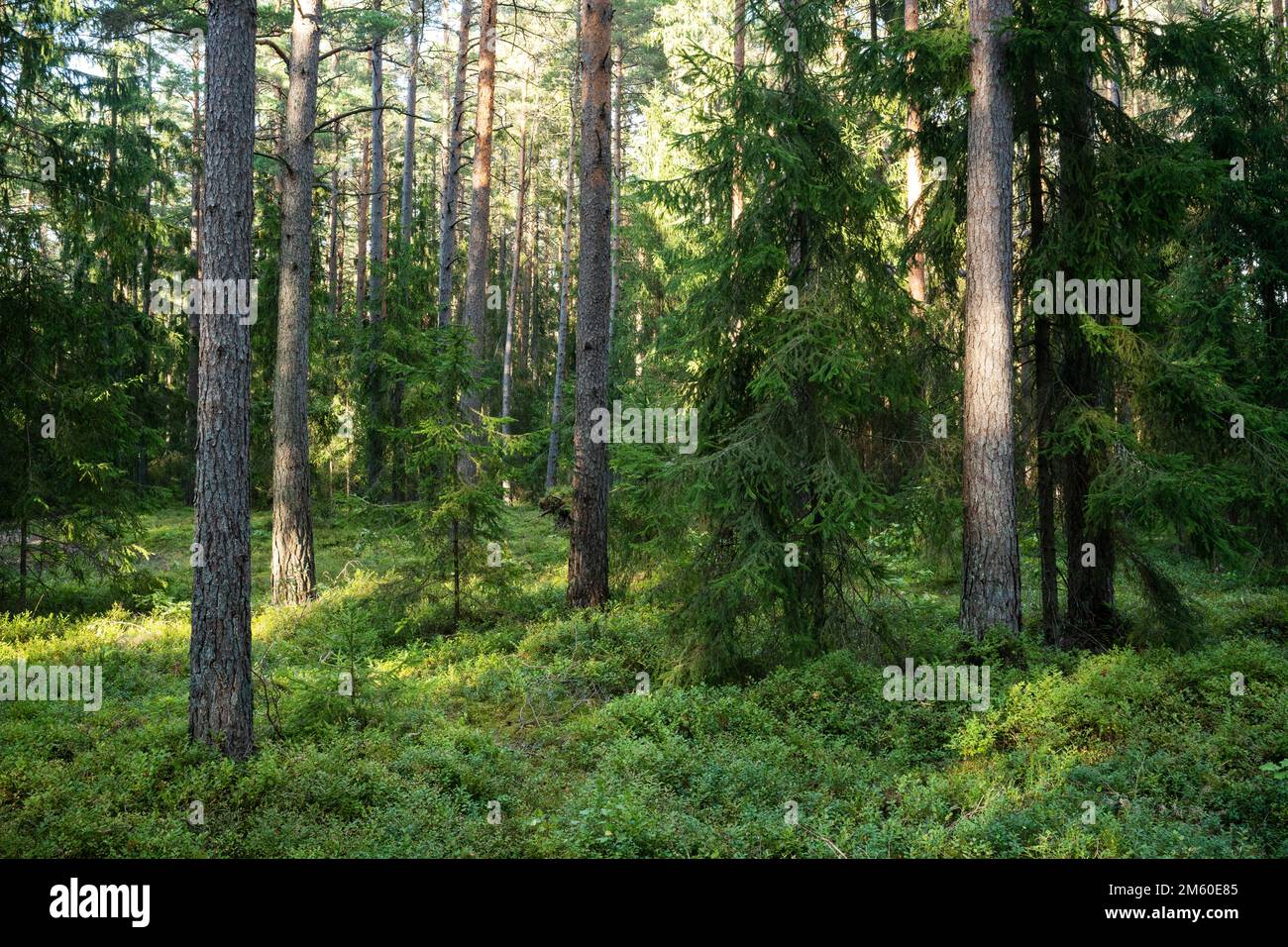 An aged coniferous forest on a late summer evening in Northern Latvia, Europe Stock Photo