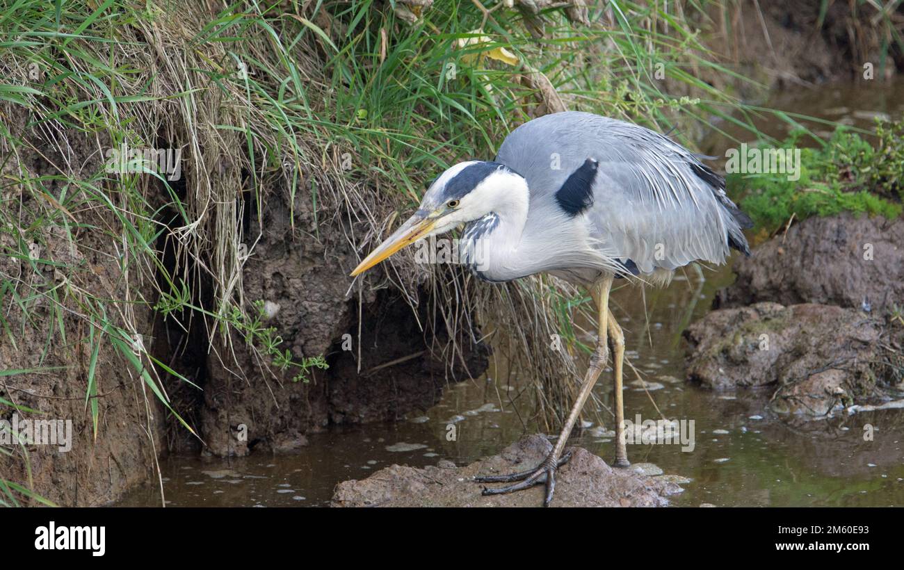 close up of a single grey heron (Ardea cinerea) hunting on a muddy river bank Stock Photo