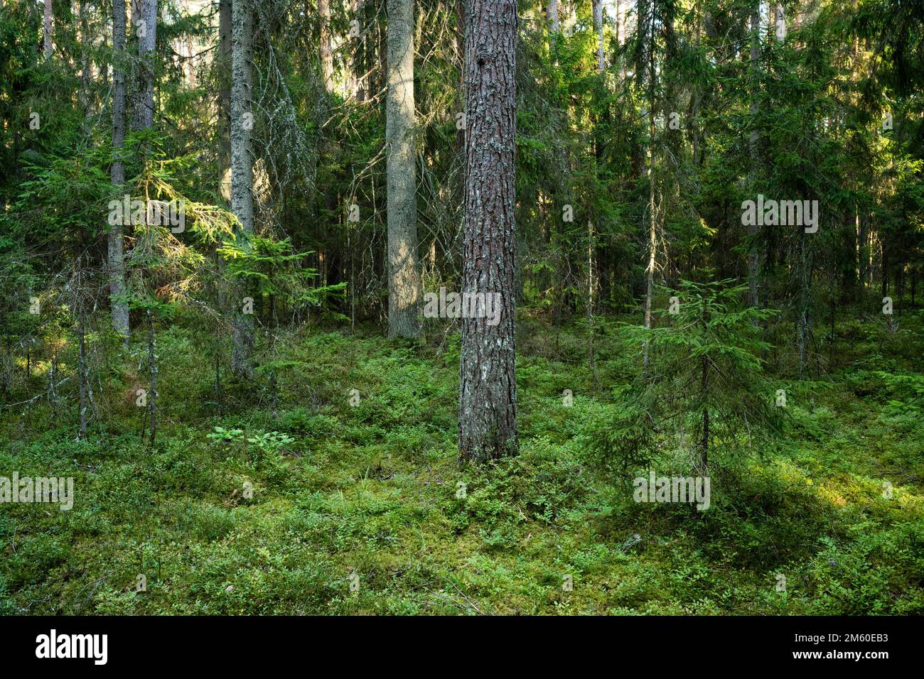 An aged coniferous forest on a late summer evening in Northern Latvia, Europe Stock Photo