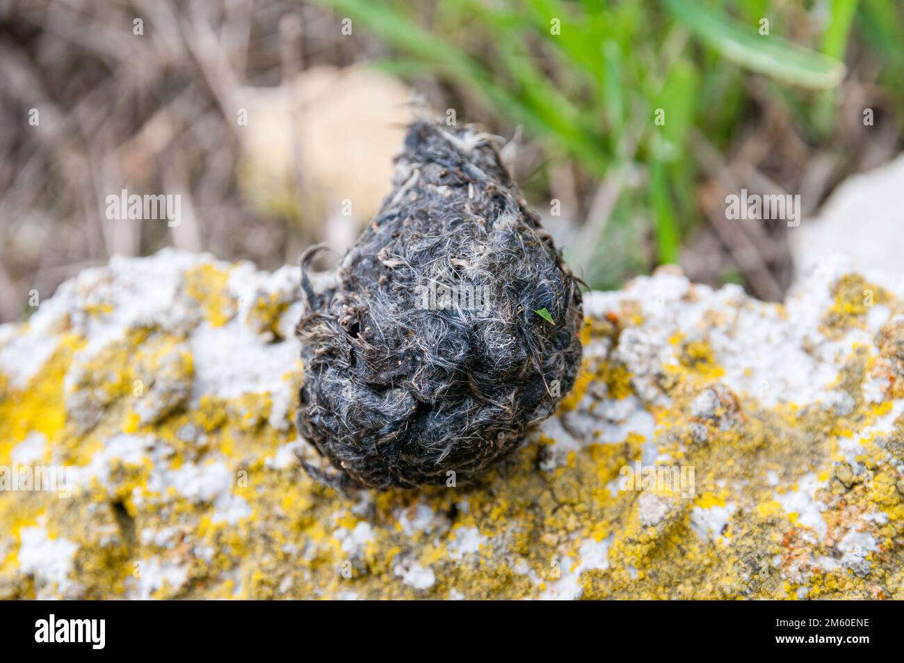 Pellet, mass of undigested parts of a bird's food that some bird