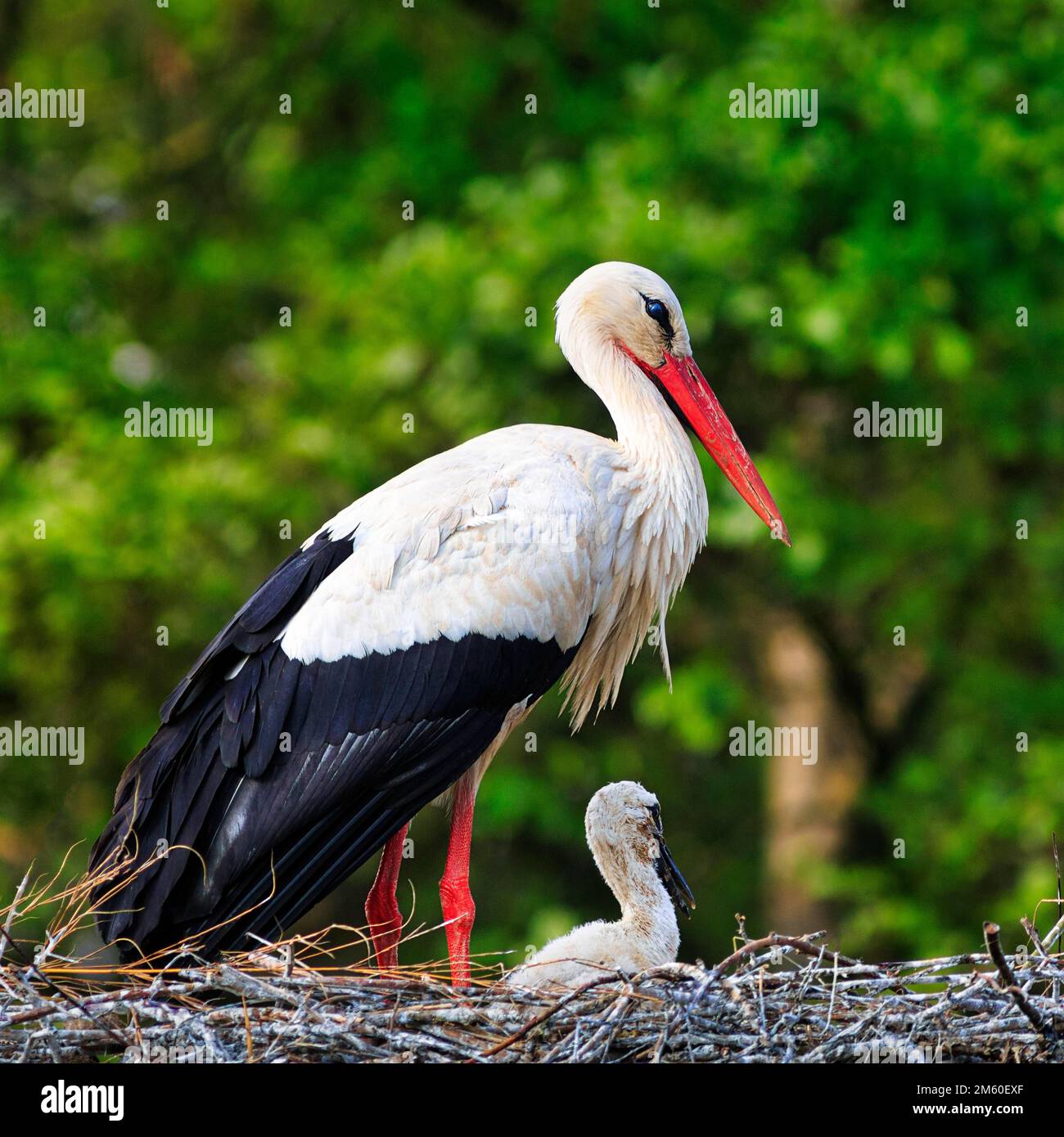 White stork (Ciconia ciconia) in nest withElbrinxen stork