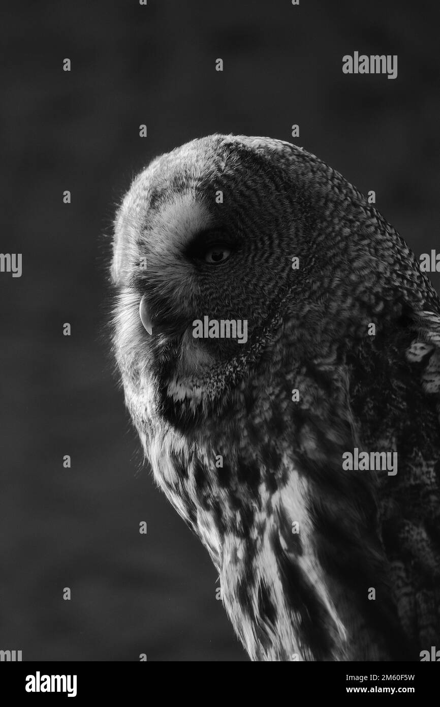 Great Grey Owl (Strix nebulosa), animal portrait lateral profile, black and white photograph, captive, Hesse, Germany Stock Photo