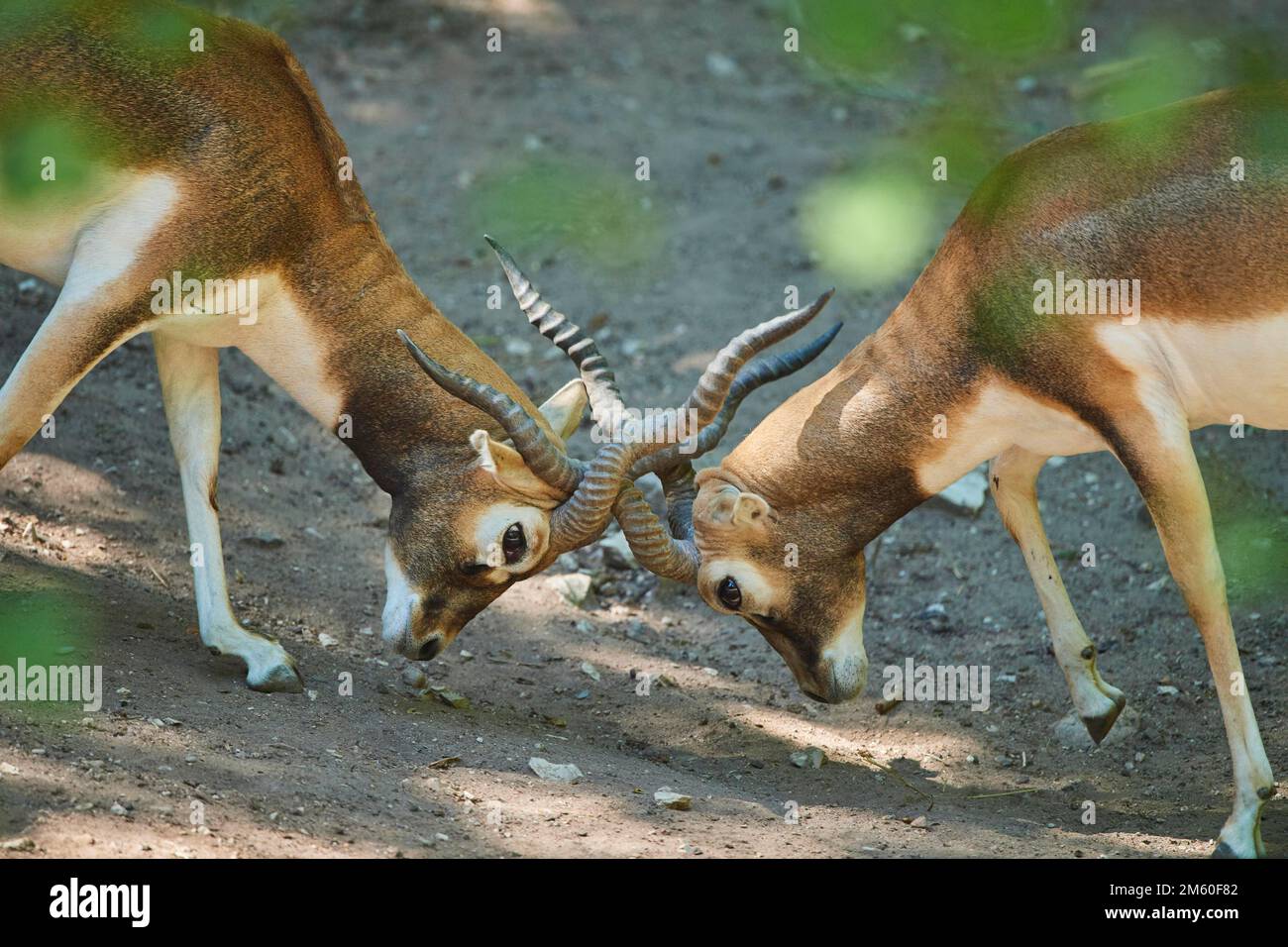 Thomsons gazelle fighting hi-res stock photography and images - Alamy