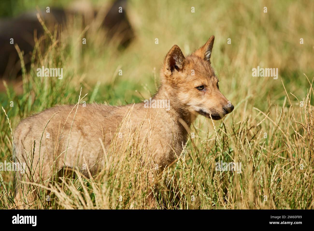 Eastern wolf (Canis lupus lycaon), youngster, on a meadow, Gernany ...