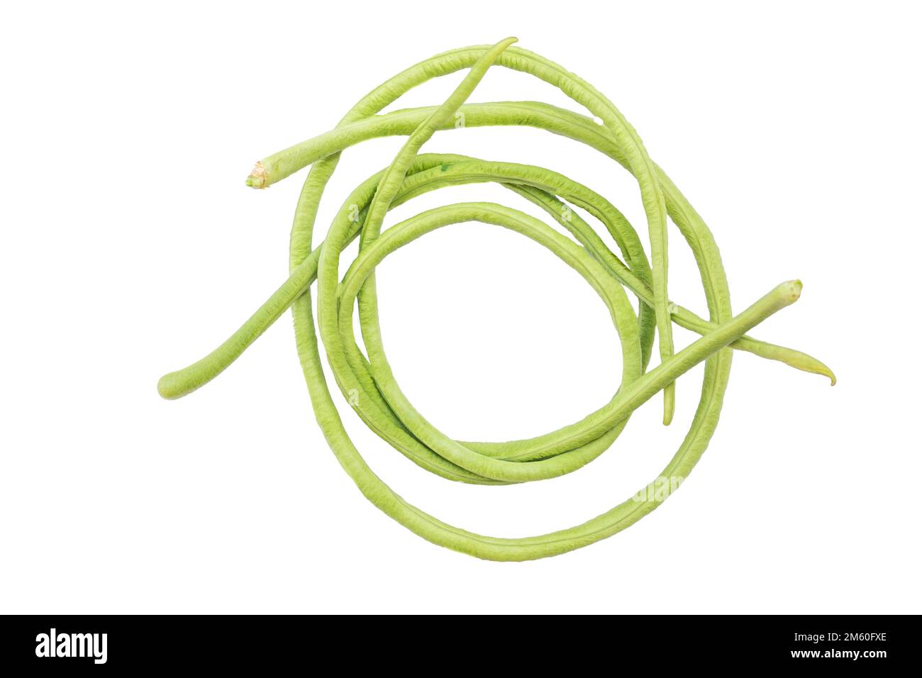 Closeup of the long bean or asparagus bean also known as the long