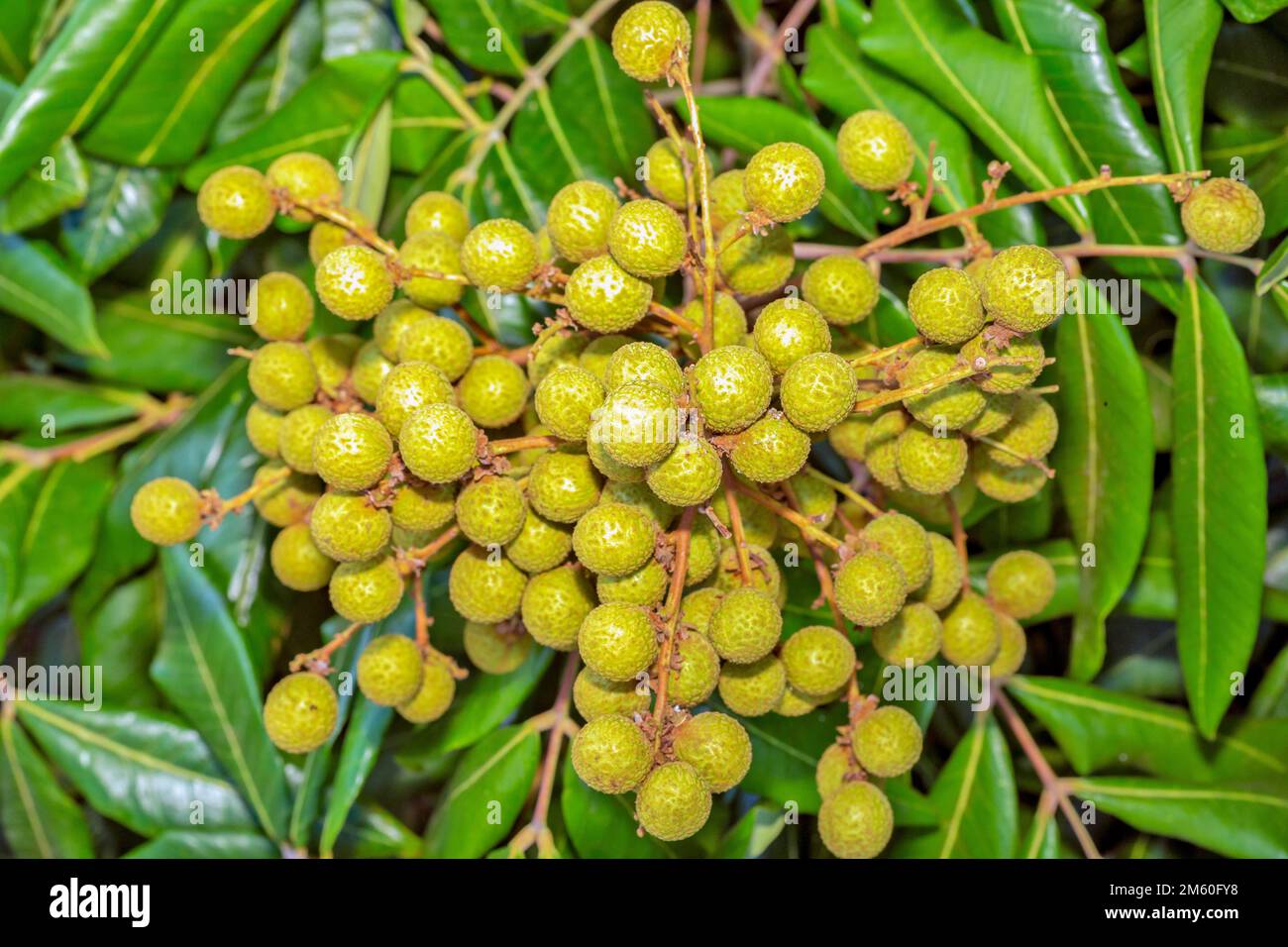 Longan (Dimocarpus longan) is a small, round, sweet, and watery fruit that is verry similar to lychee fruit. It has a yellowish-brown thick shell Stock Photo