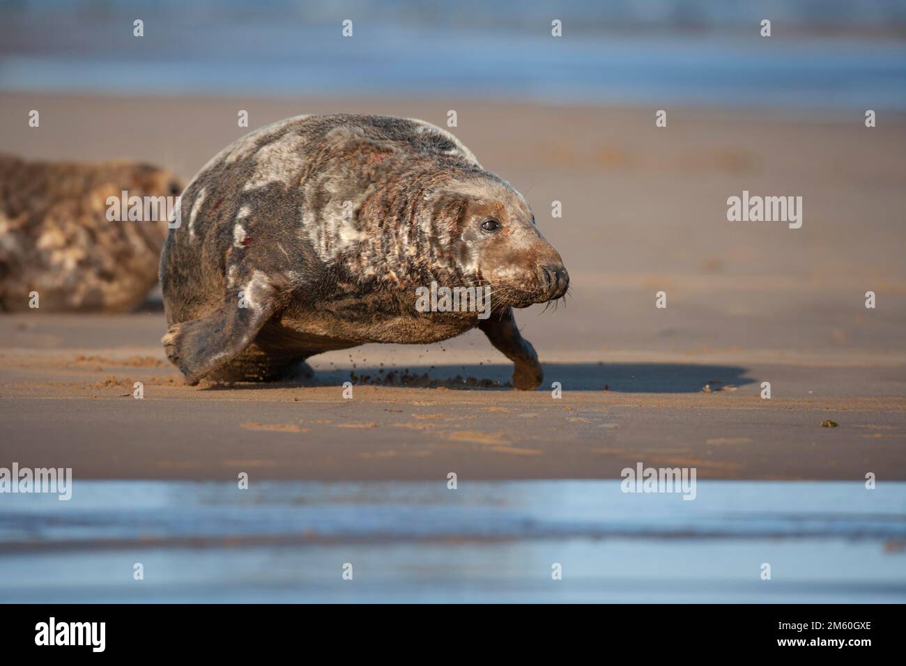 Grey (Halichoerus grypus) seal adult walking on a beach, Lincolnshire, England, United Kingdom Stock Photo