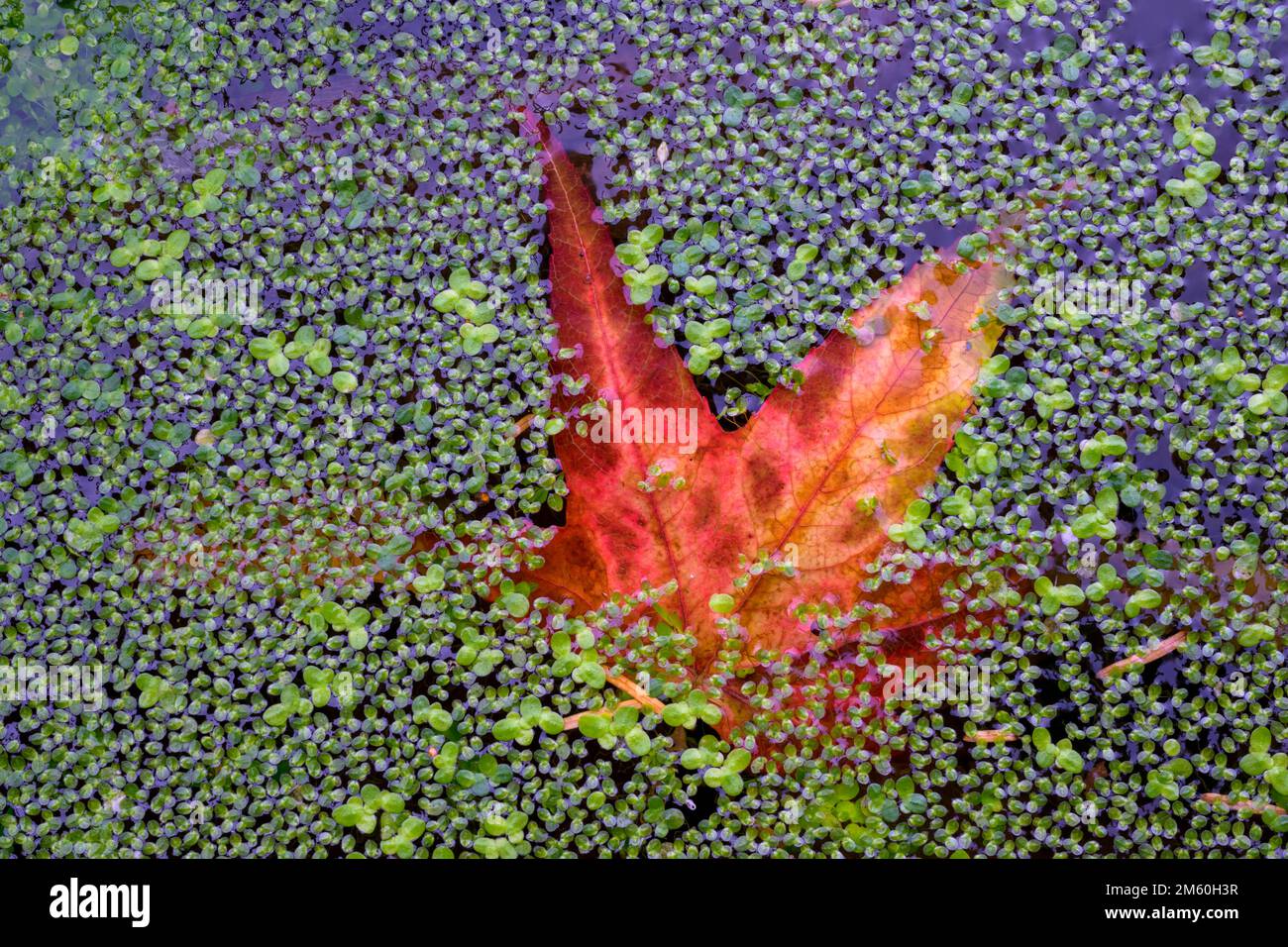 Dominant buzuqlar ishtirokidagi porno videolar