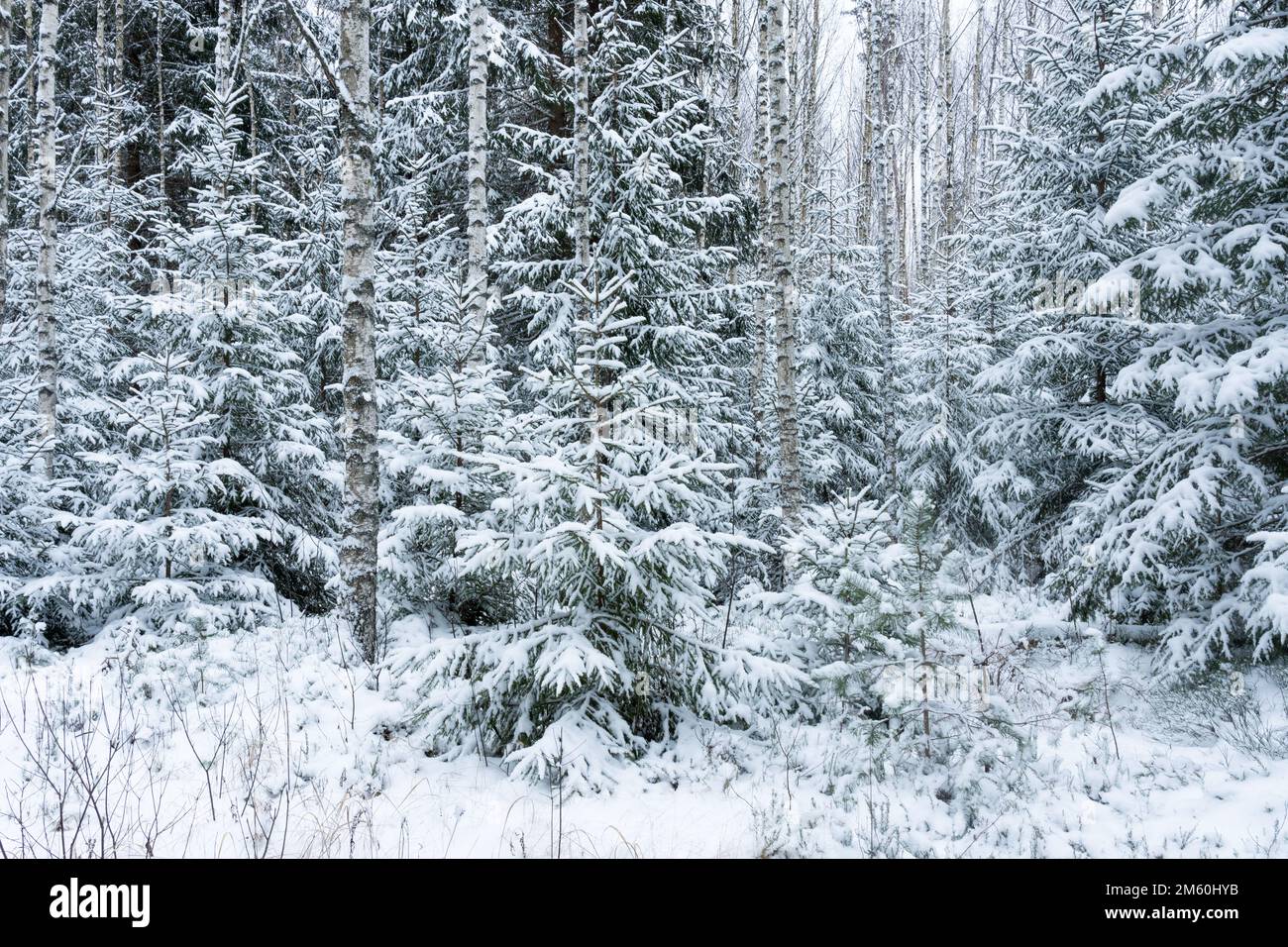 Managed young mixed forest with Silver birch and Norway Spruce on a winter day in Estonia, Northern Europe Stock Photo