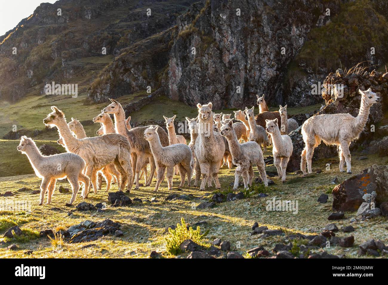 Group of alpacas (Vicugna pacos) in front of a mountain in the morning light, Andes, near Cusco, Peru Stock Photo