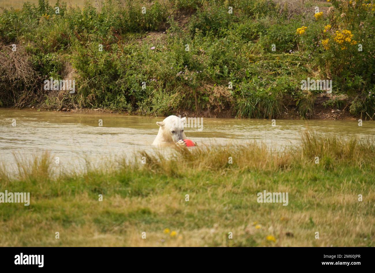 Yorkshire wildlife park lion hi-res stock photography and images - Alamy