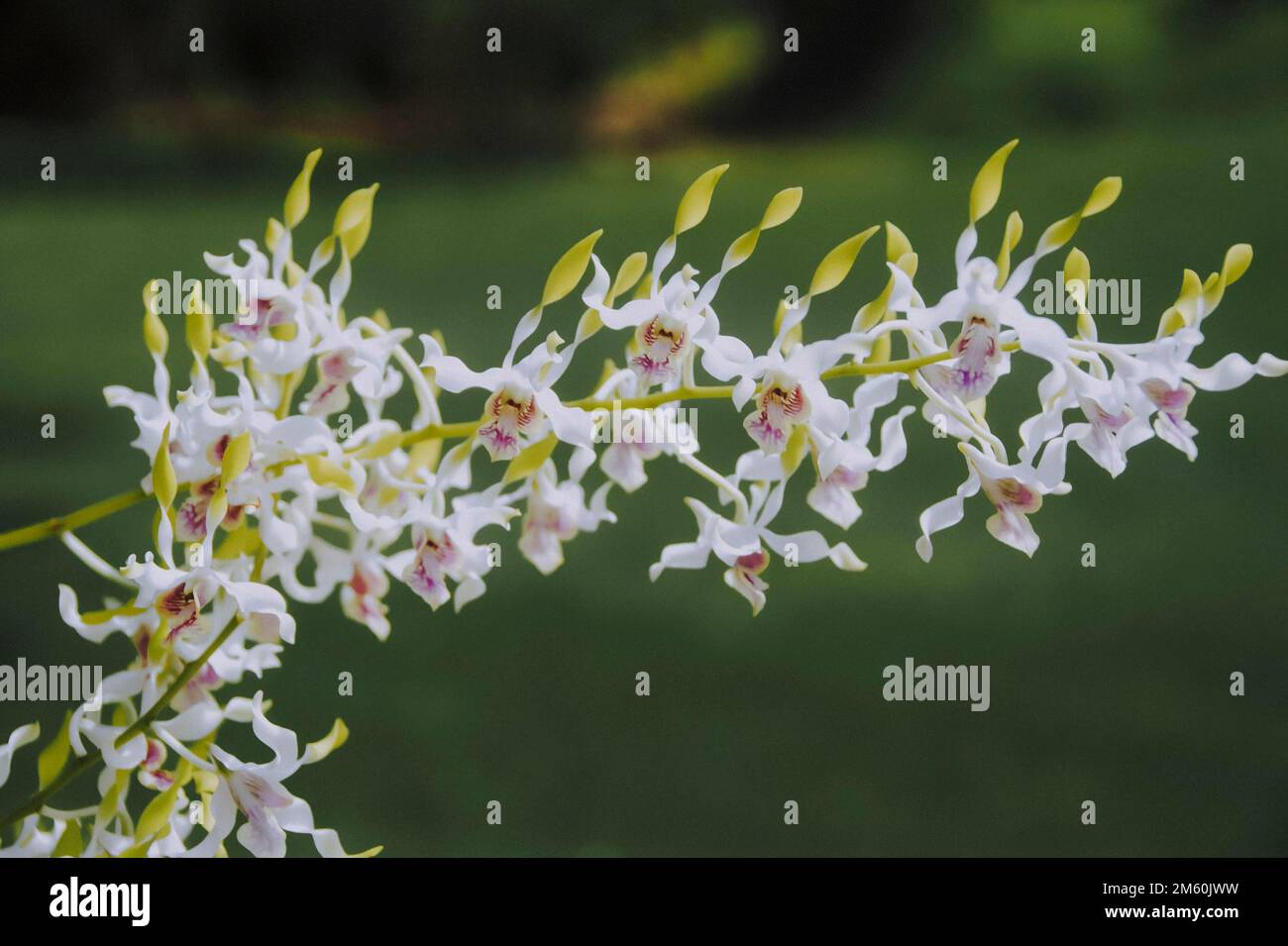 White Antelope Dendrobium orchid flower in garden Stock Photo