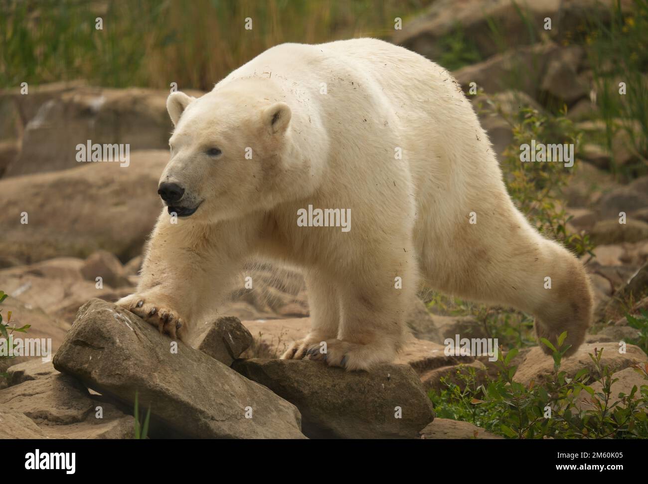 Yorkshire wildlife park polar bears hi-res stock photography and images ...