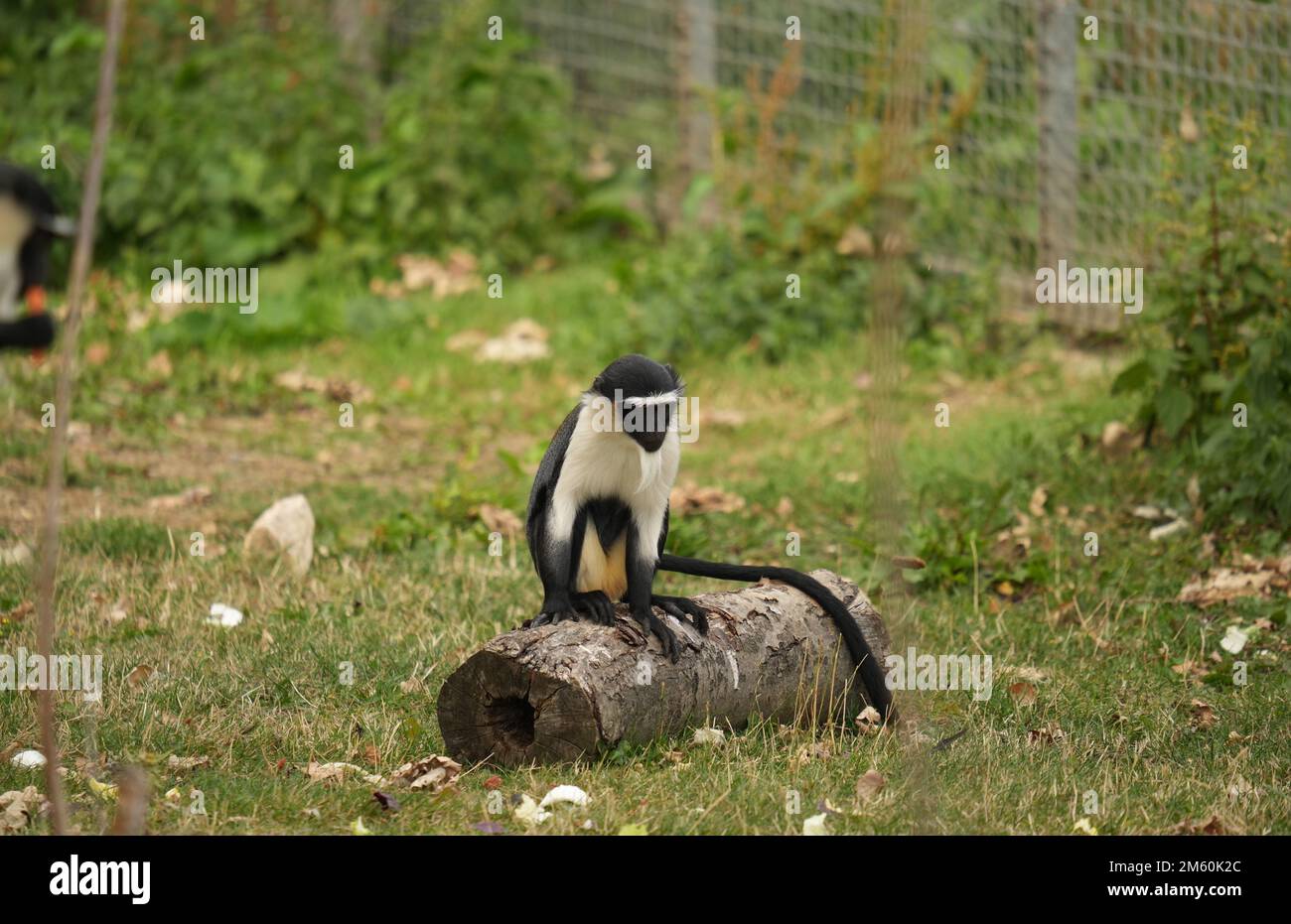Yorkshire wildlife park polar bears hi-res stock photography and images ...