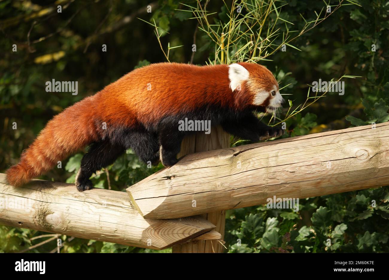 Yorkshire wildlife park lion hi-res stock photography and images - Alamy