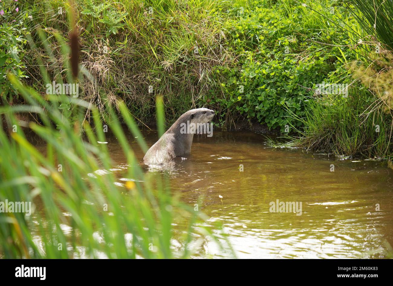 Yorkshire wildlife park polar bears hi-res stock photography and images ...