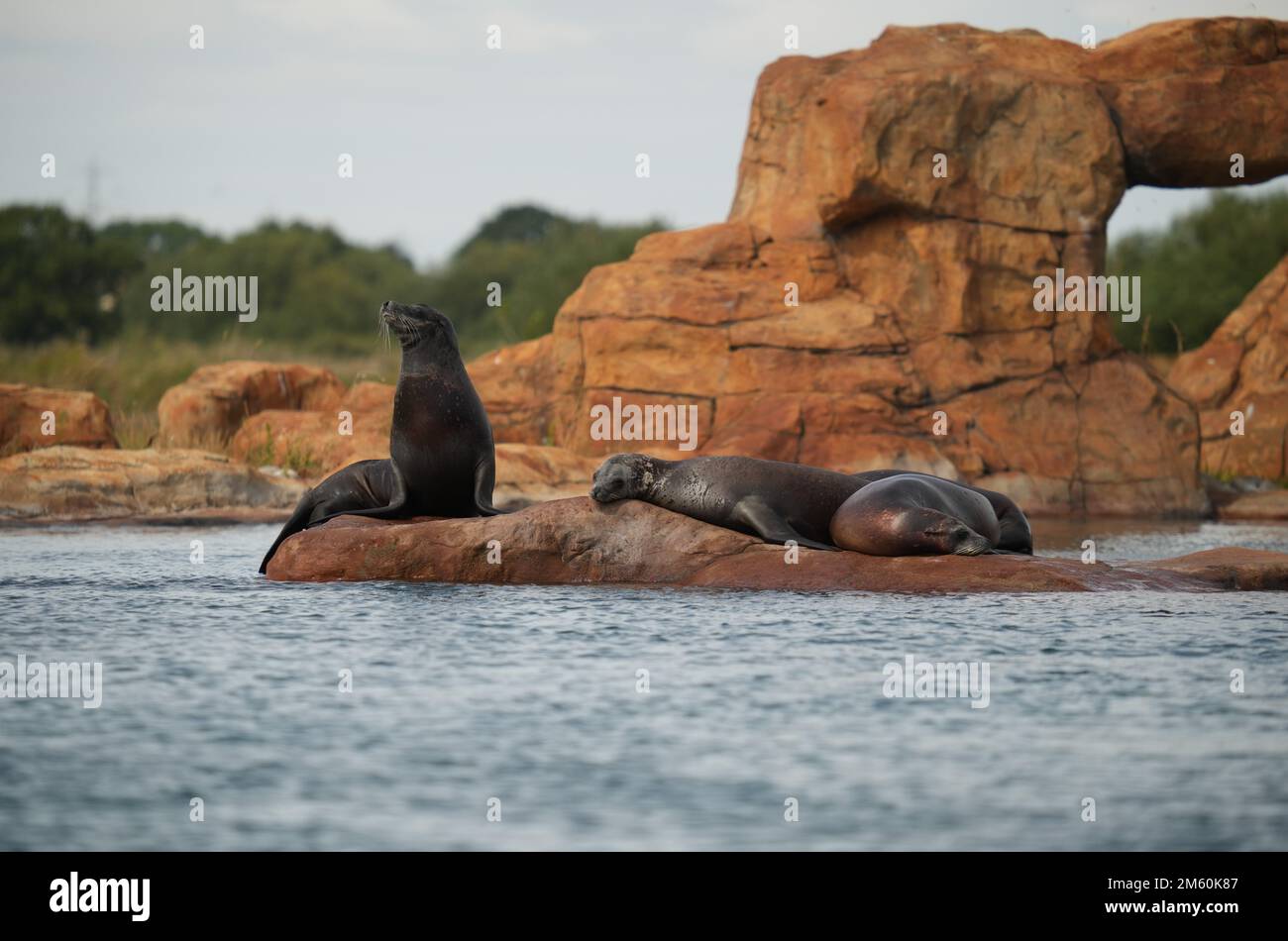 Yorkshire wildlife park polar bears hi-res stock photography and images ...