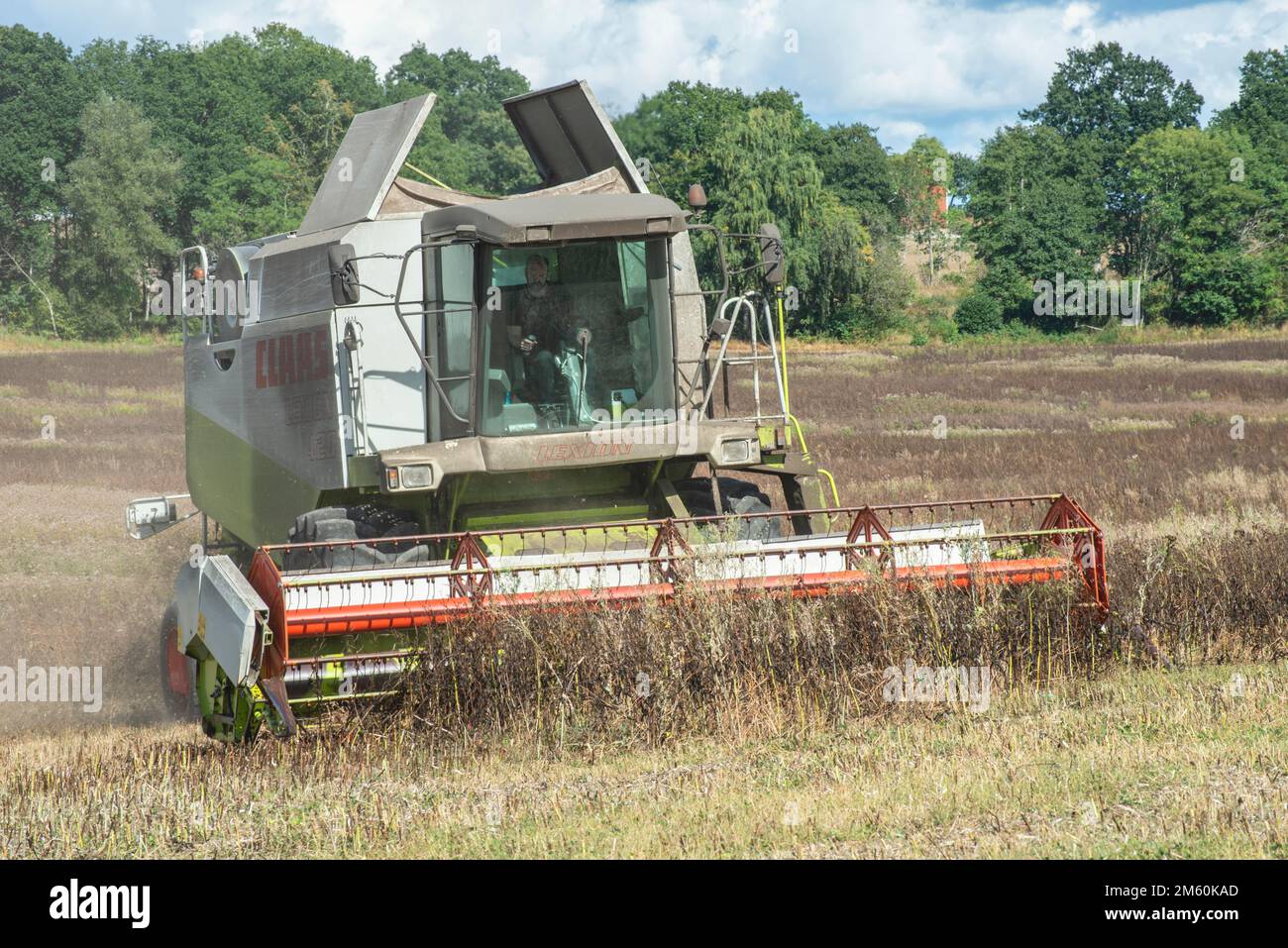Harvesting of Broad beans (Vicia faba) with combine harvester on