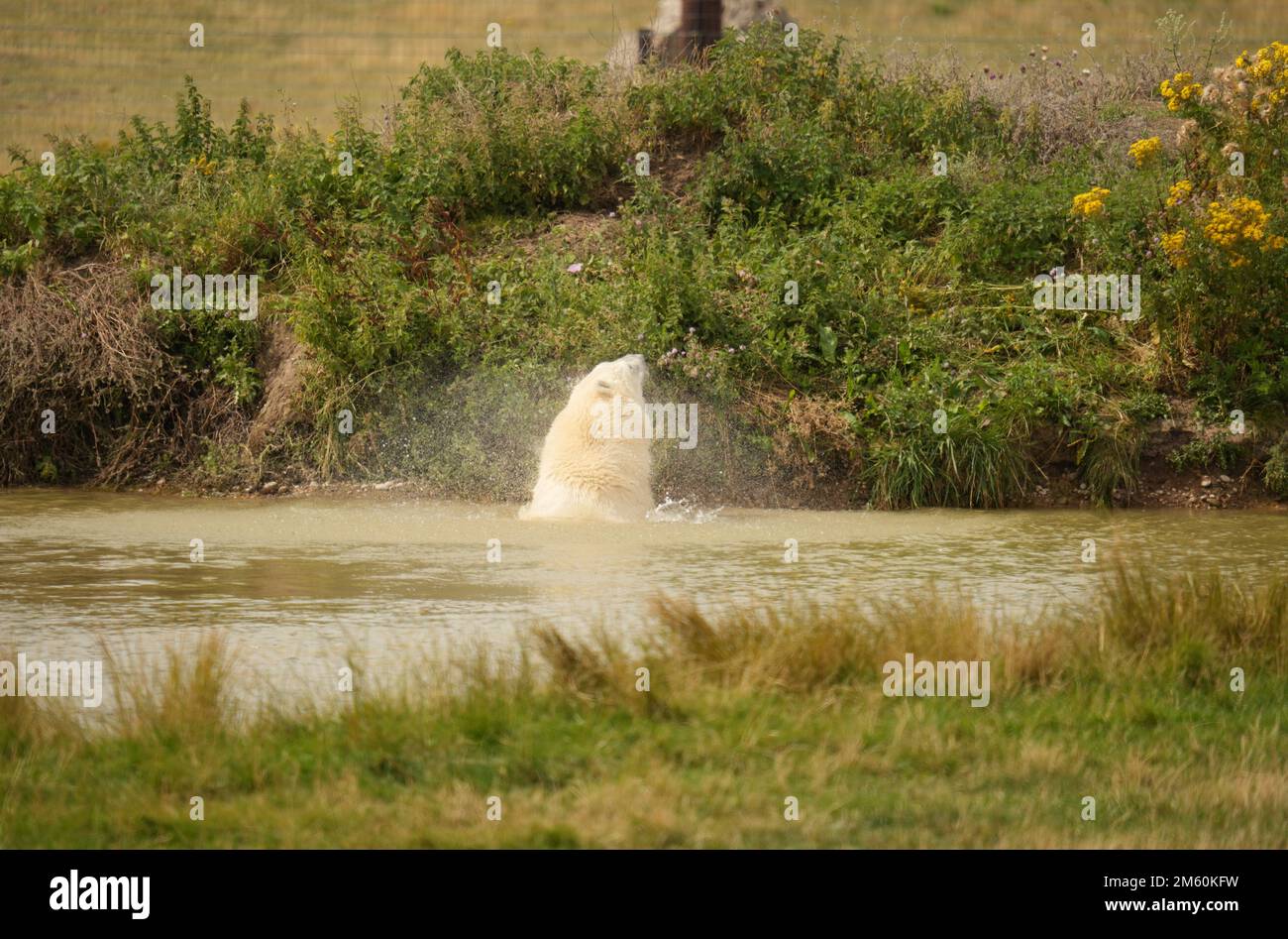 Yorkshire wildlife park polar bears hi-res stock photography and images ...