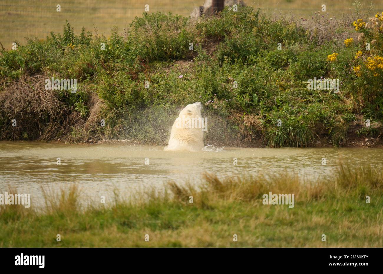 Yorkshire wildlife park polar bears hi-res stock photography and images ...