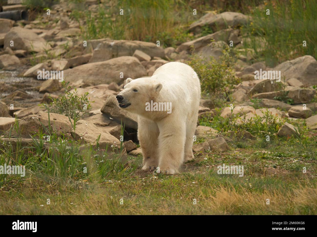 Yorkshire wildlife park polar bears hi-res stock photography and images ...