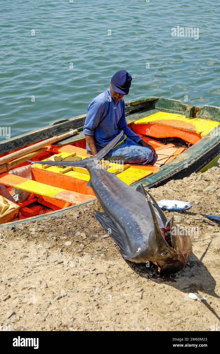 Local fisherman old man in small boat wooden boat on sea at quay wall looking at caught fish atlantic blue marlin (Makaira nigricans), Sal Island Stock Photo